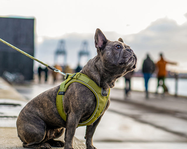 ドッグコペンハーゲン　コンフォートウォーク　GOハーネス （XSサイズ）