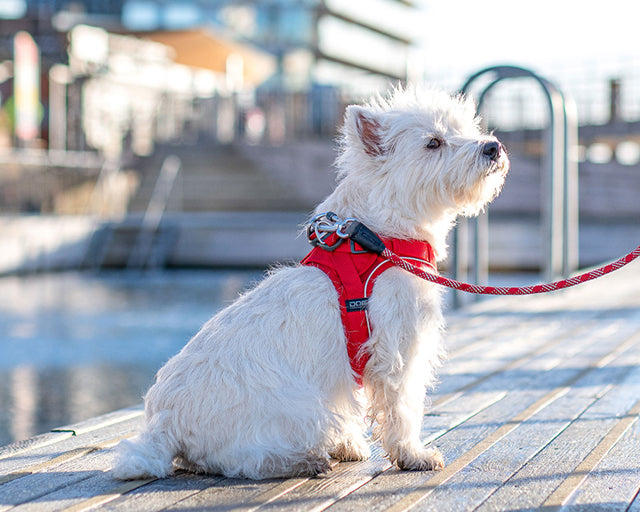 ドッグコペンハーゲン　コンフォートウォーク　GOハーネス （XSサイズ）