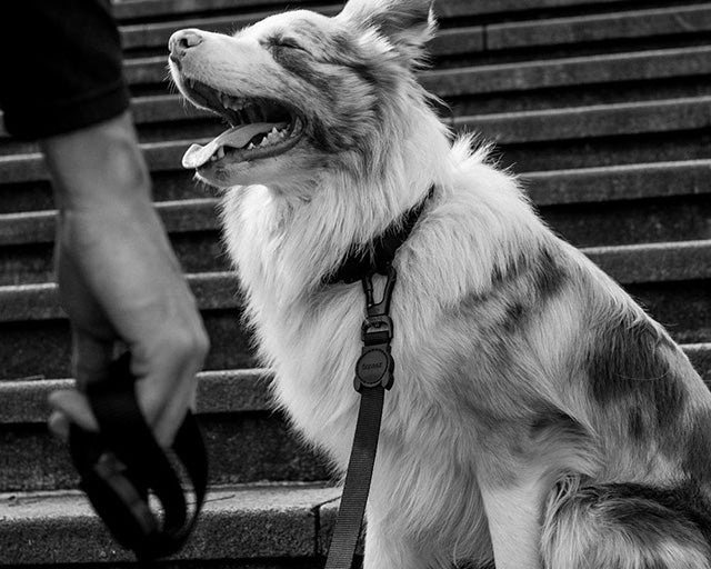 zee.dog（ジードッグ）ゴッサムリード