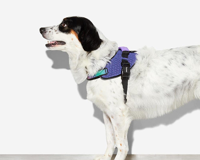 zee.dog（ジードッグ） ウィキッドフライハーネス