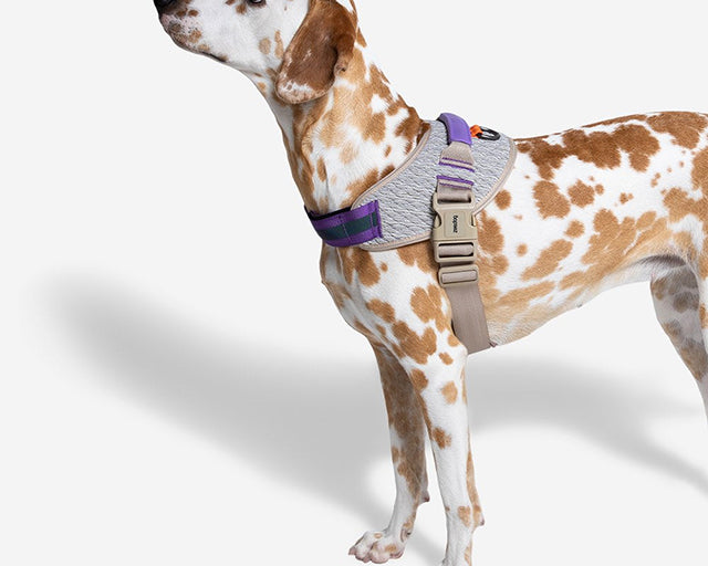 zee.dog（ジードッグ） ACGフライハーネス – Dog Life Support 9689