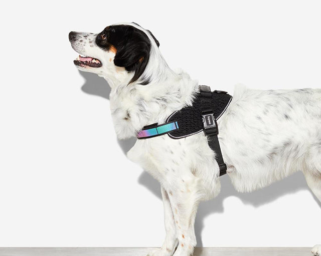 zee.dog（ジードッグ） ゴッサムフライハーネス