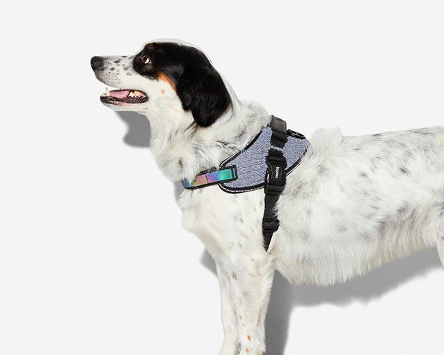 zee.dog（ジードッグ） アーバンフライハーネス