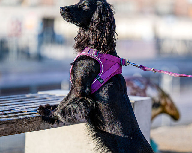 ドッグコペンハーゲン　コンフォートウォーク　GOハーネス （XSサイズ）
