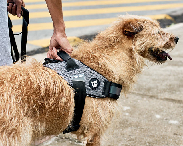 zee.dog（ジードッグ） アーバンフライハーネス