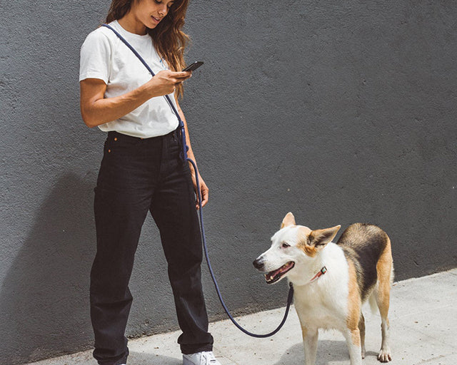 zee.dog（ジードッグ） ディープブルー　ハンズフリーシュ