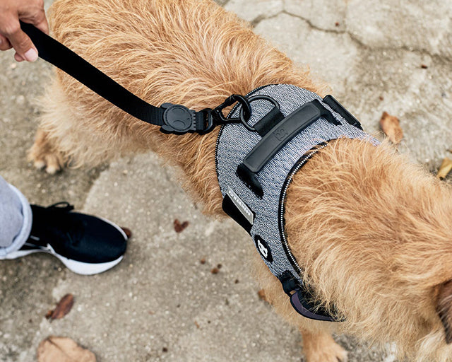 zee.dog（ジードッグ） アーバンフライハーネス
