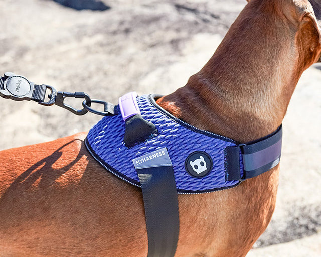 zee.dog（ジードッグ） ウィキッドフライハーネス