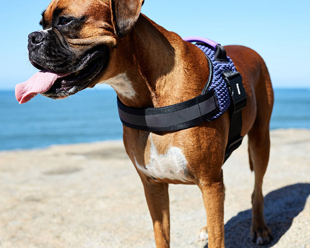 zee.dog（ジードッグ） ウィキッドフライハーネス