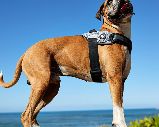 zee.dog（ジードッグ） アーバンフライハーネス