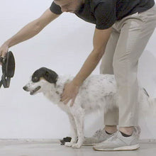 ギャラリービューアzee.dog（ジードッグ）&lt;br&gt; ウィキッドフライハーネスに読み込んでビデオを見る
