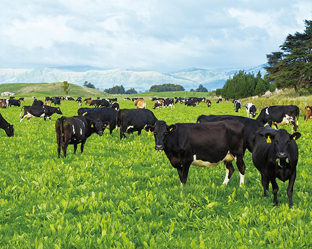 キアオラ　ドッグ　グラスフェッドビーフ&レバー（定期購入あり）