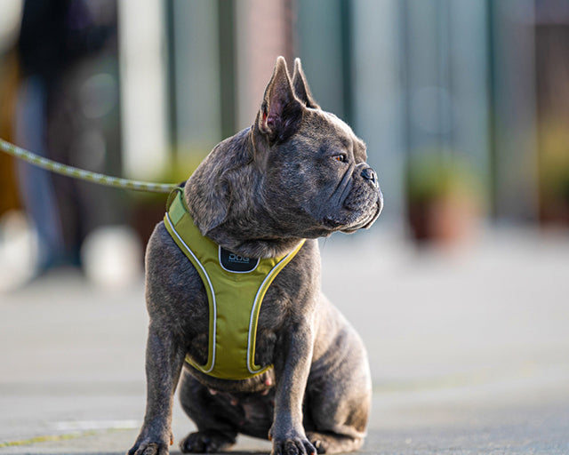 ドッグコペンハーゲン　コンフォートウォーク　GOハーネス （XSサイズ）