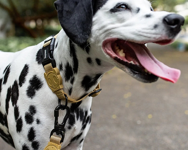 zee.dog（ジードッグ） サンドカラー